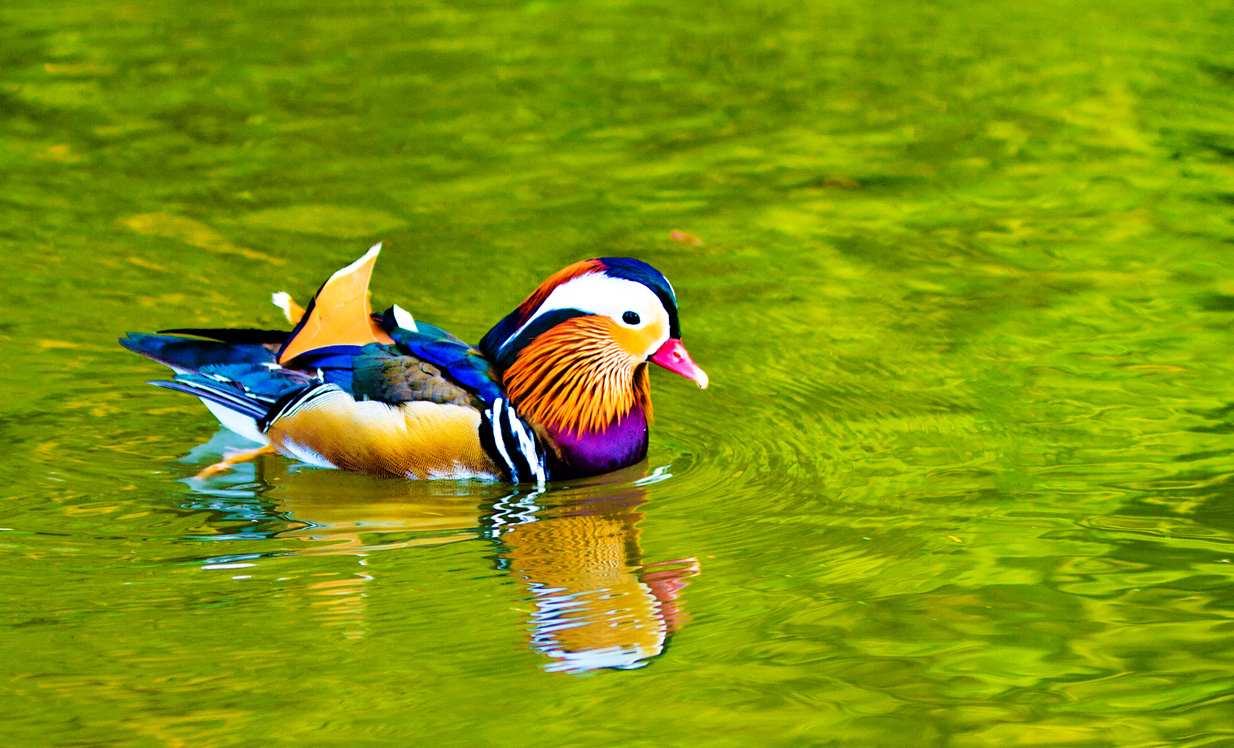 °°° Mandarin_Ente °°°