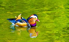 °°° Mandarin_Ente °°°