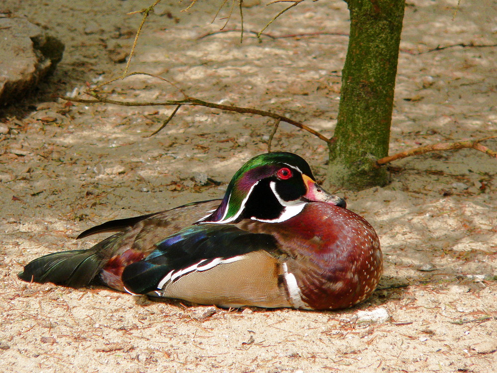 Mandarinente