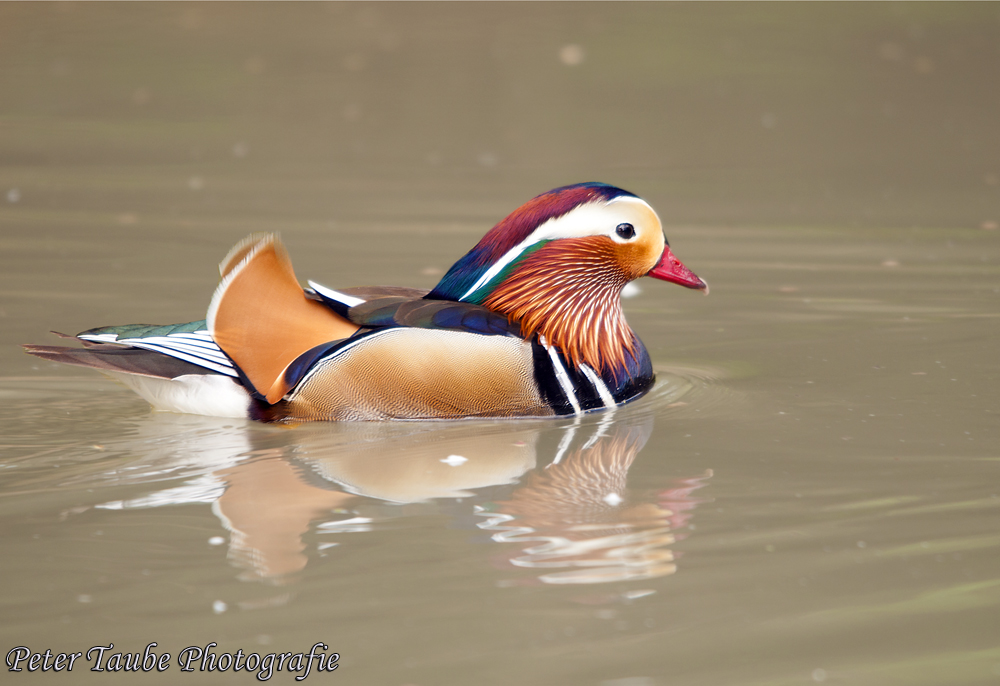 Mandarinente