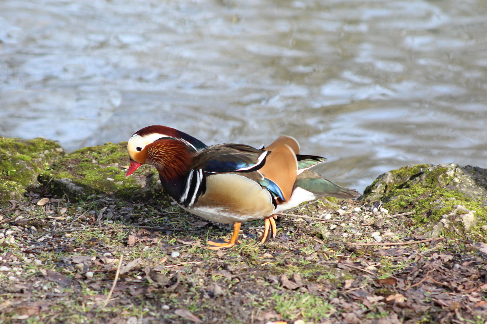 Mandarinente Erpel