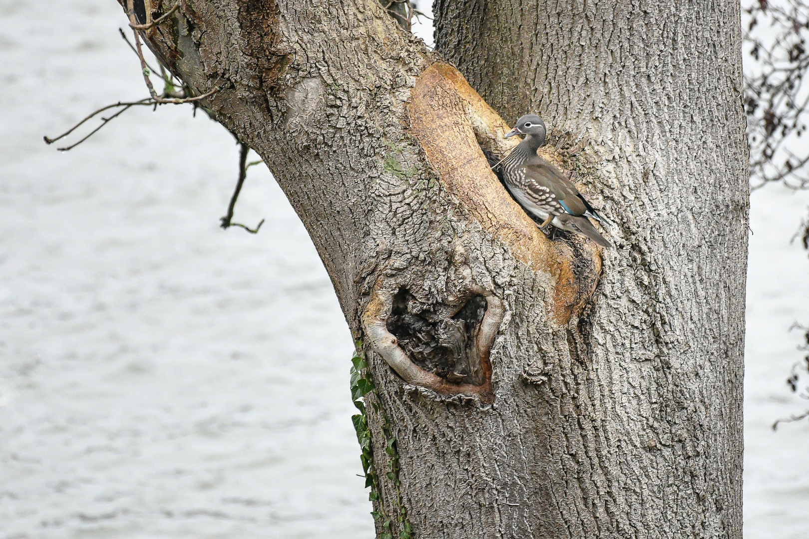 Mandarinente im Baum