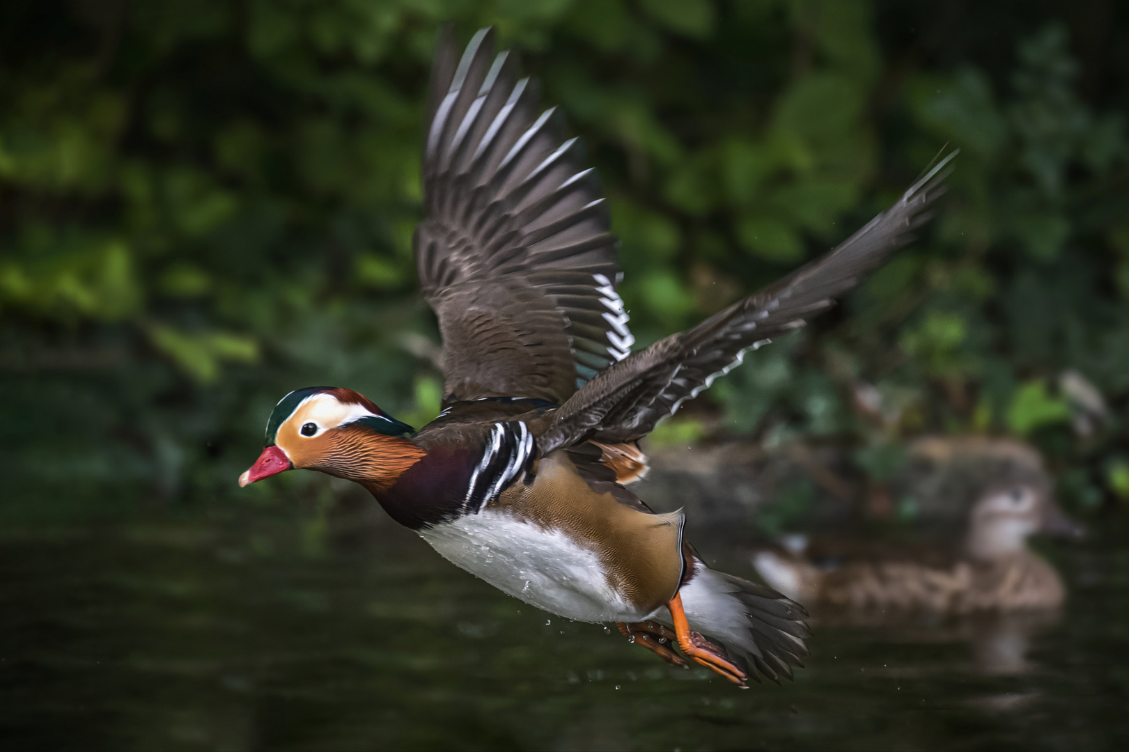 Mandarinente im Flug