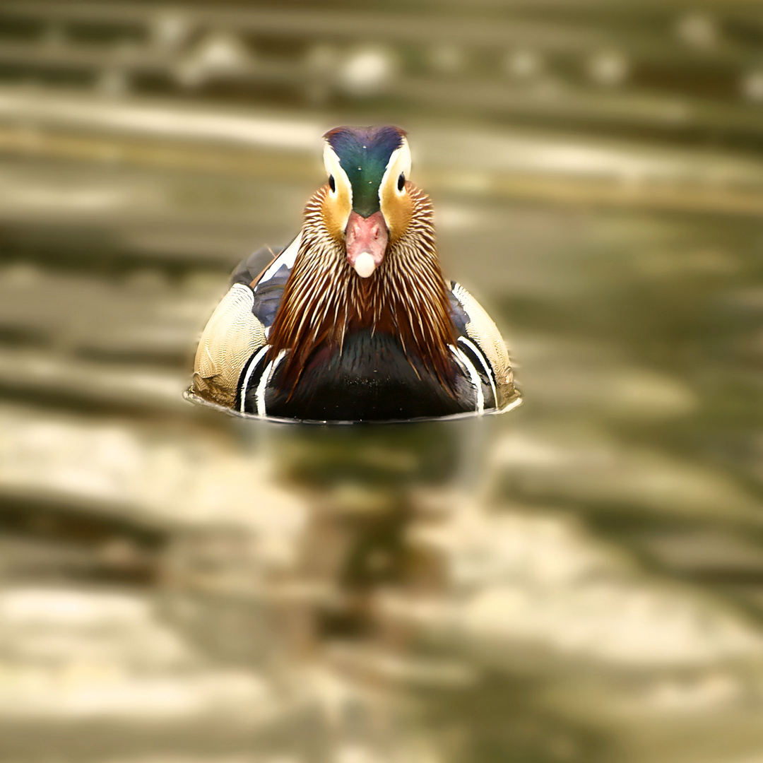 Mandarinente im heimischen Teich in Rottach-Egern