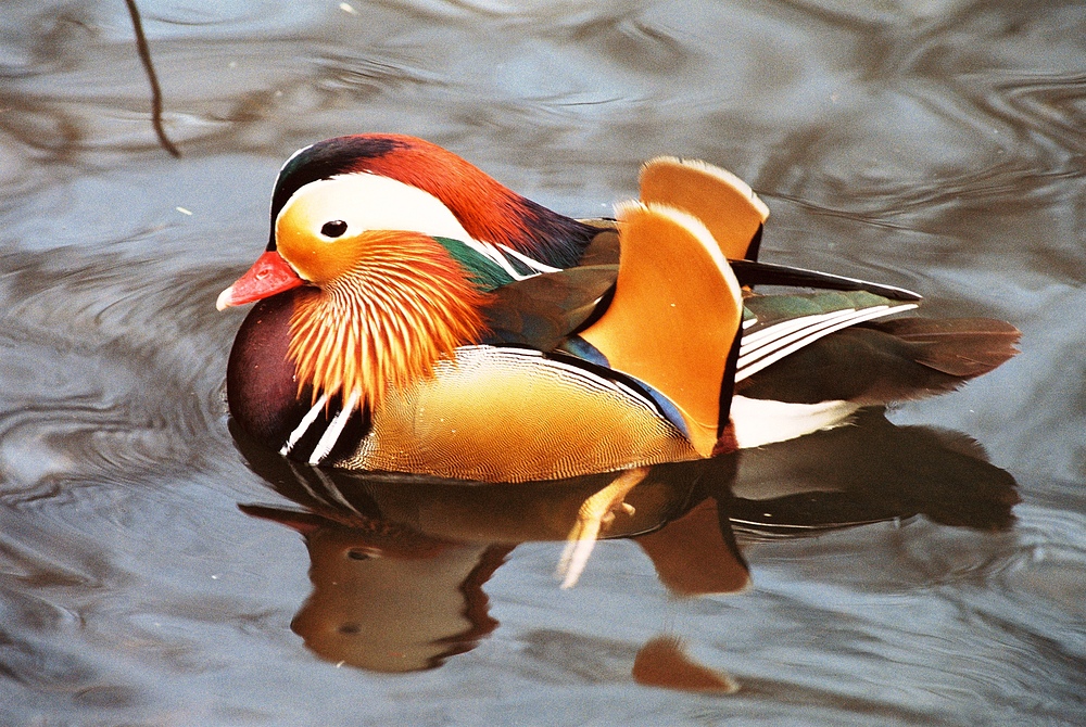 Mandarinente im Kölner Zoo