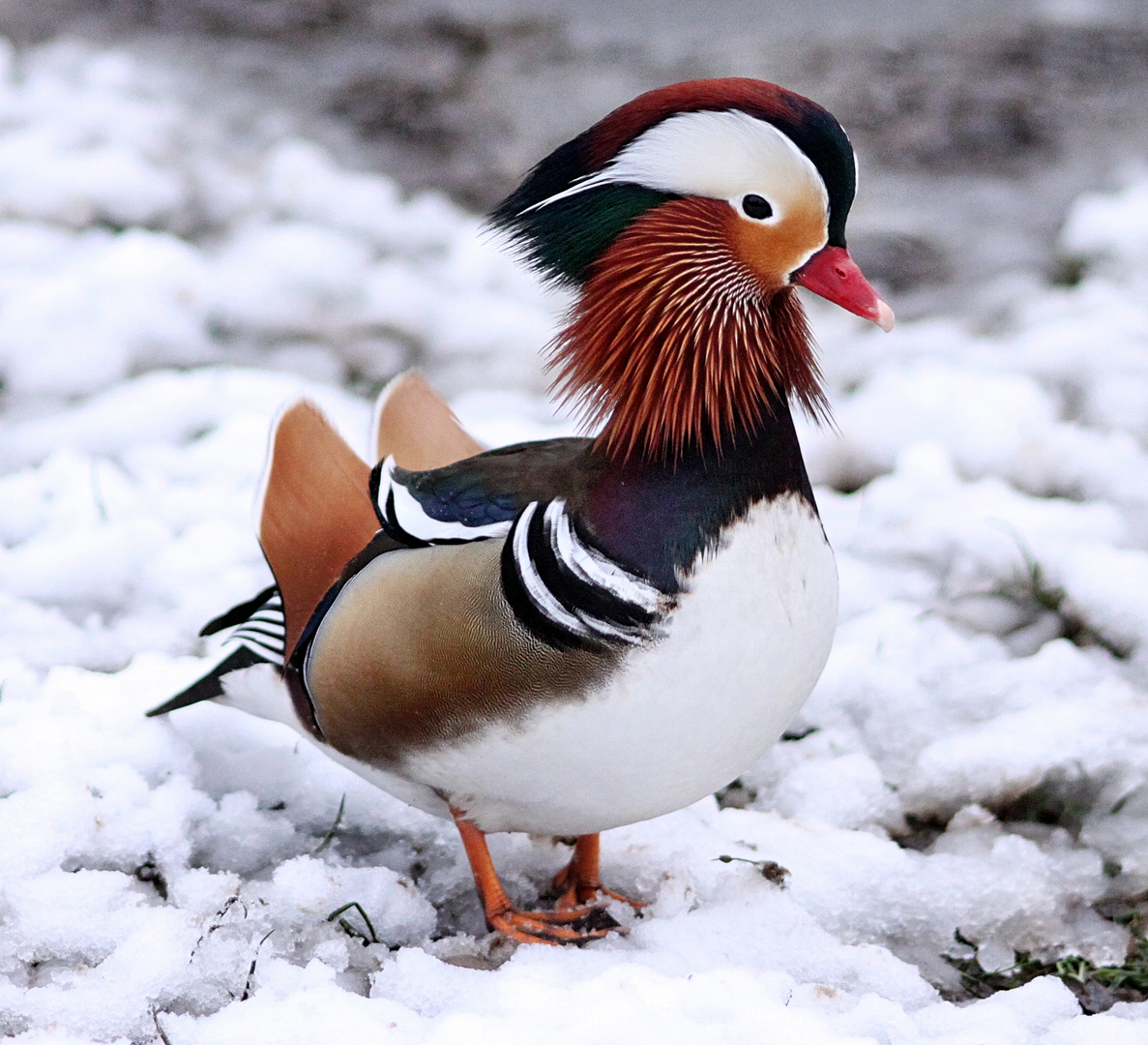 Mandarinente im Kurpark !