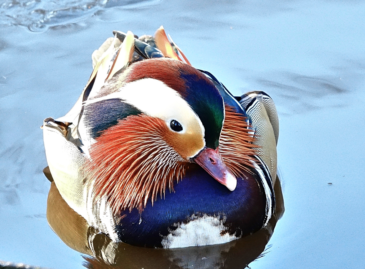 Mandarinente im Kurpark