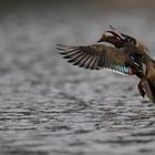 Mandarinente im Landeanflug