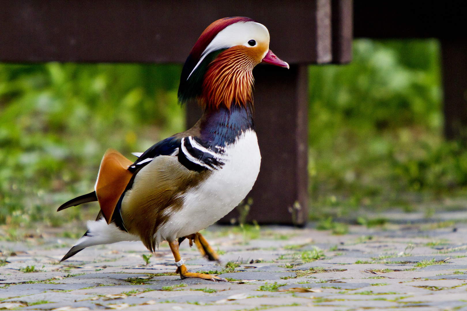 Mandarinente im Luisenpark