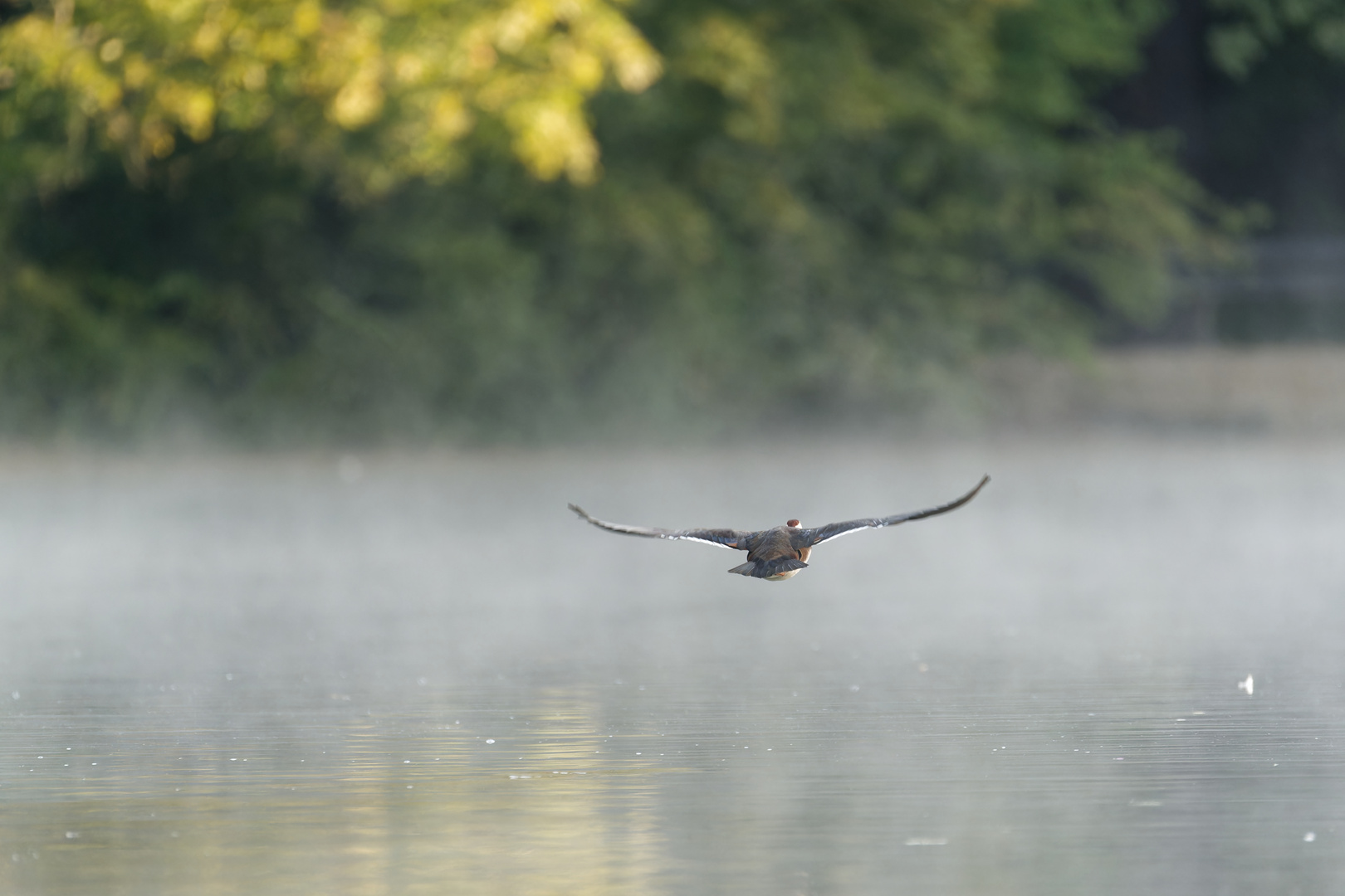 Mandarinente im Nebel