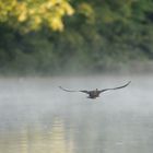 Mandarinente im Nebel