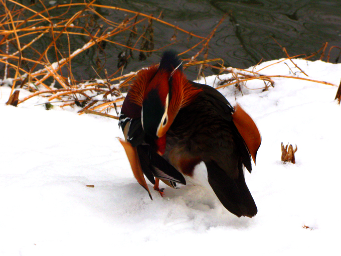 Mandarinente Im Park Schönfeld, Kassel