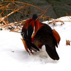 Mandarinente Im Park Schönfeld, Kassel