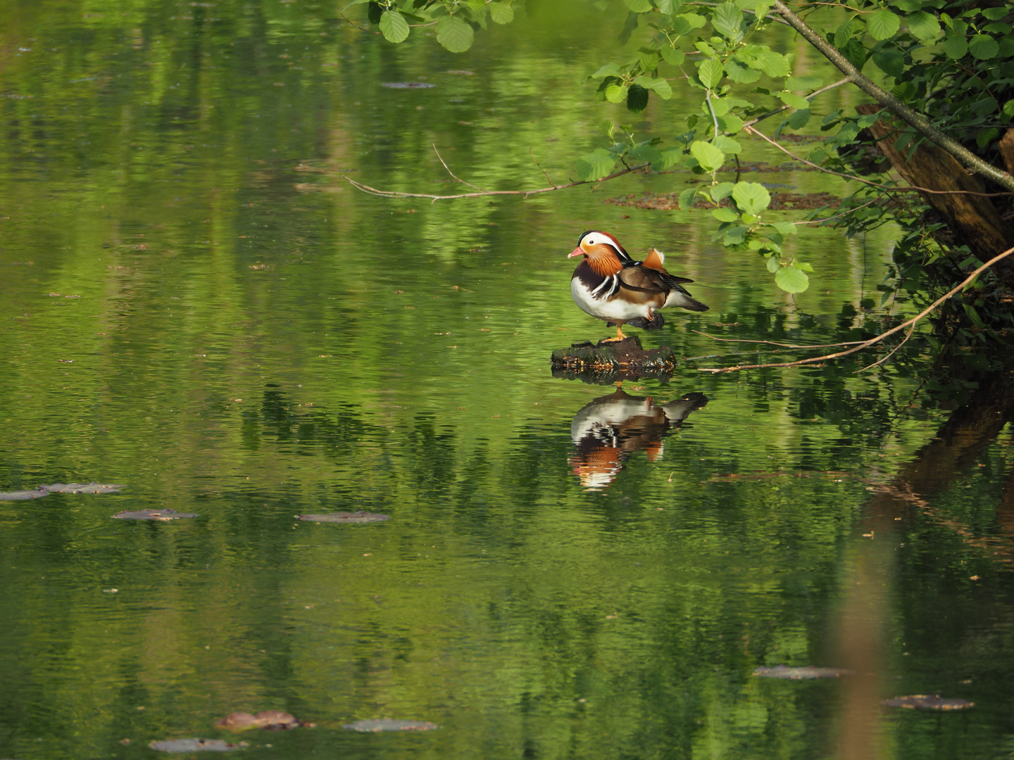 Mandarinente im Parkteich