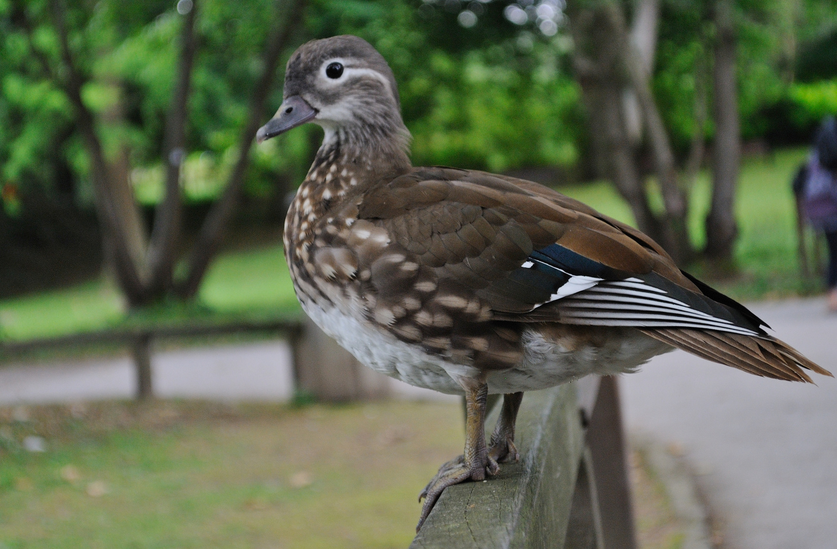 Mandarinente im Rombergpark Dortmund