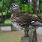 Mandarinente im Rombergpark Dortmund