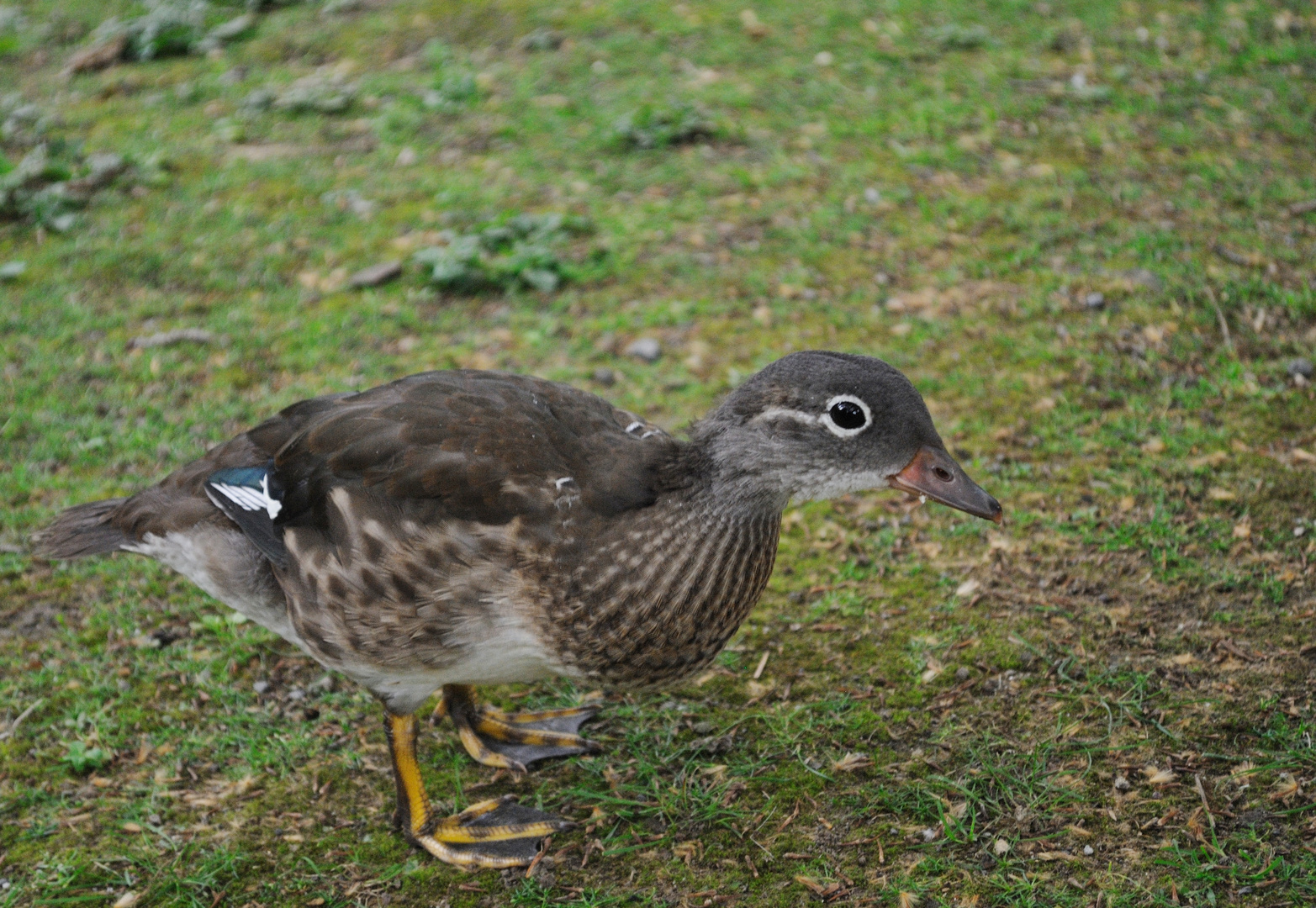 Mandarinente im Rombergpark Dortmund