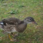 Mandarinente im Rombergpark Dortmund