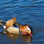 Mandarinente im Schlosspark Charlottenburg