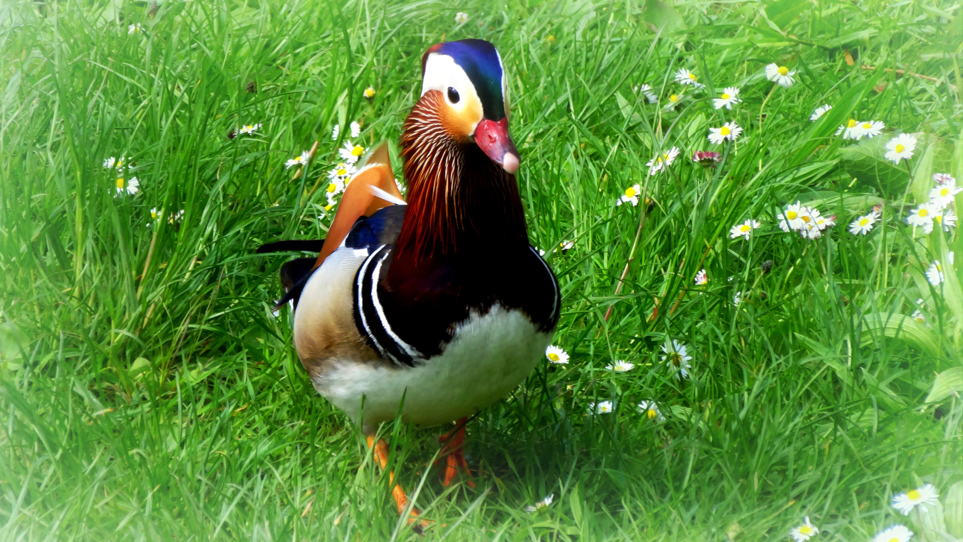 mandarinente im schlosspark laupheim