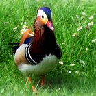 mandarinente im schlosspark laupheim