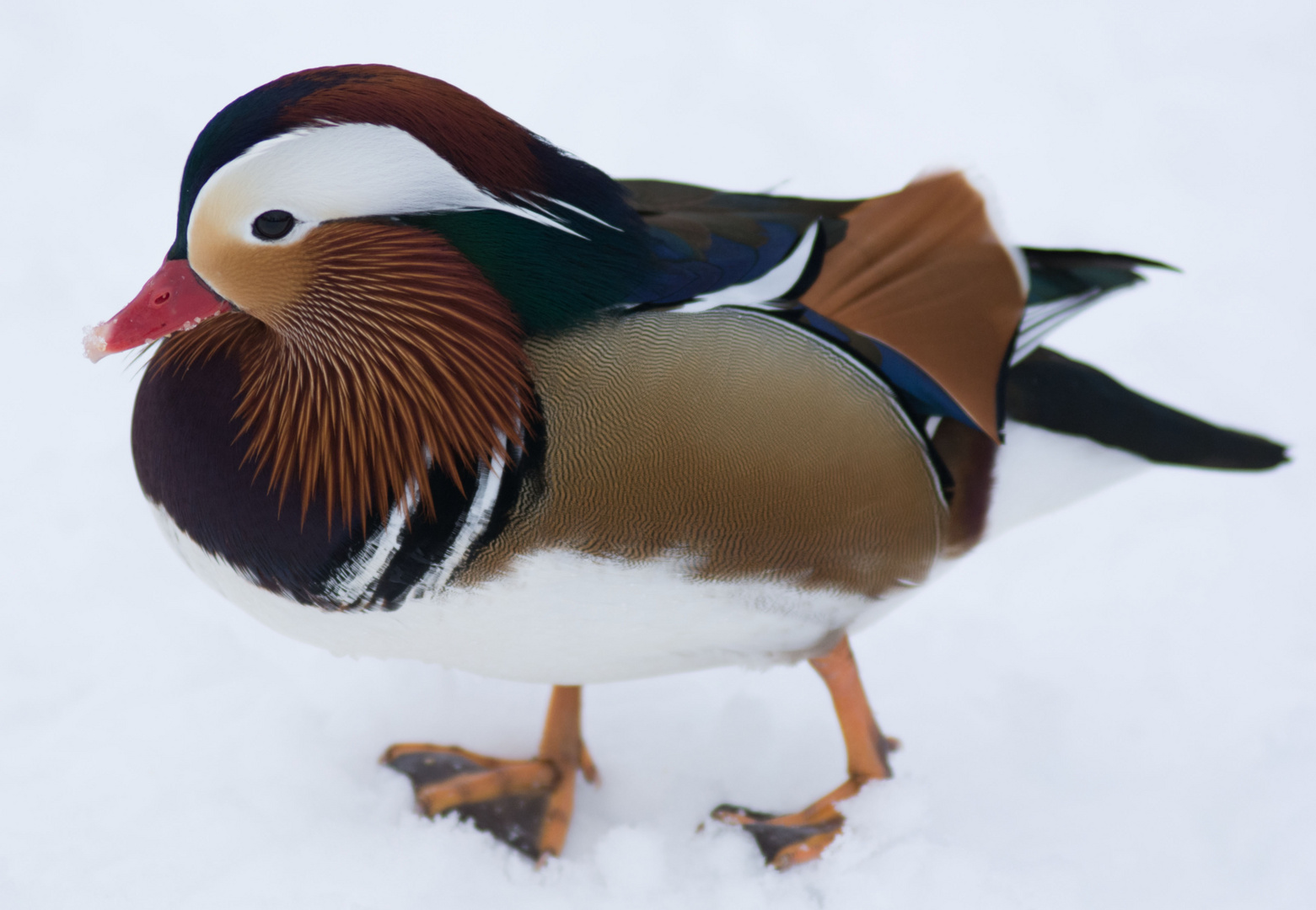 Mandarinente im Schnee