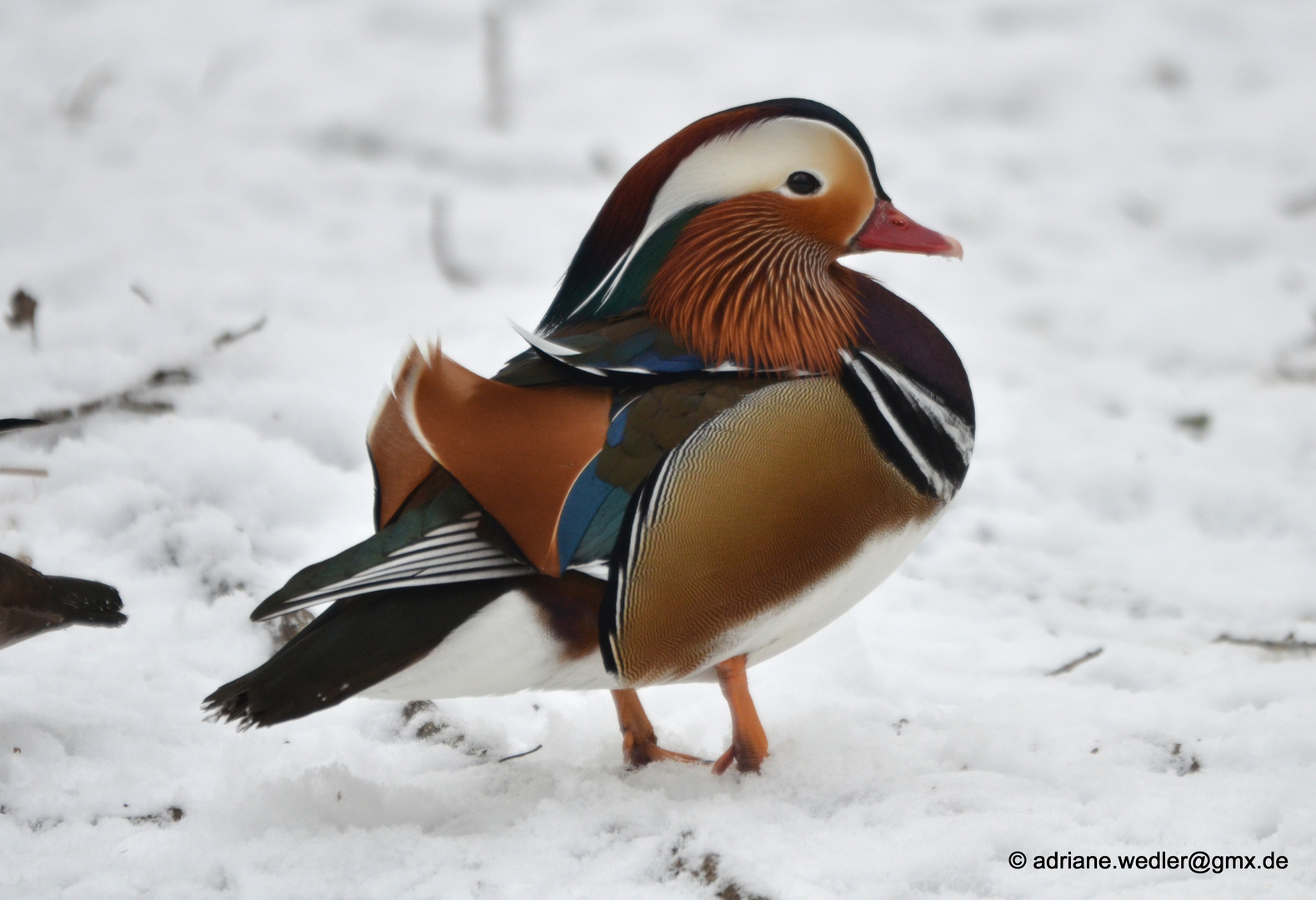 Mandarinente im Schnee