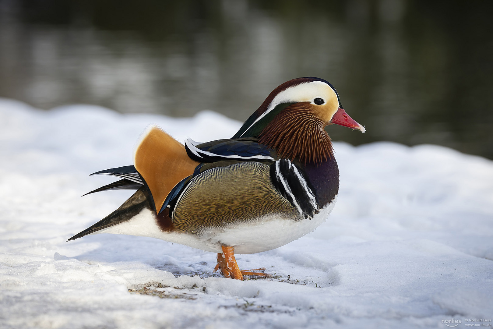 Mandarinente im Schnee