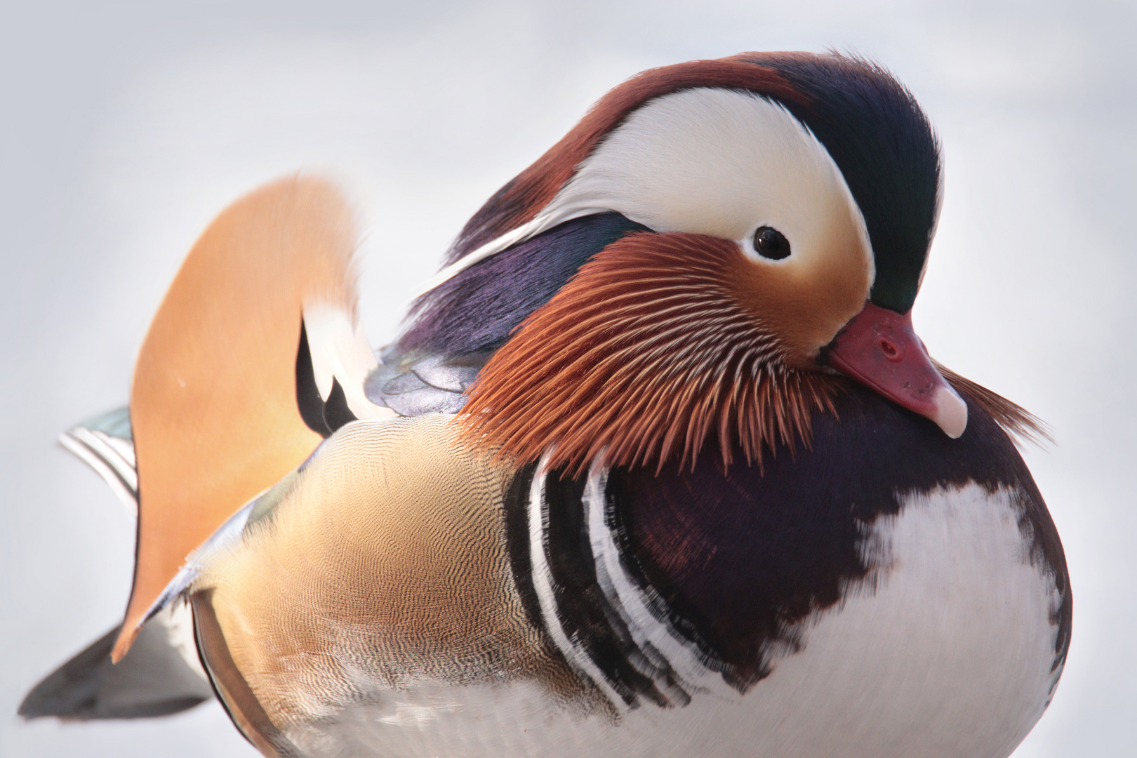 Mandarinente im Schnee