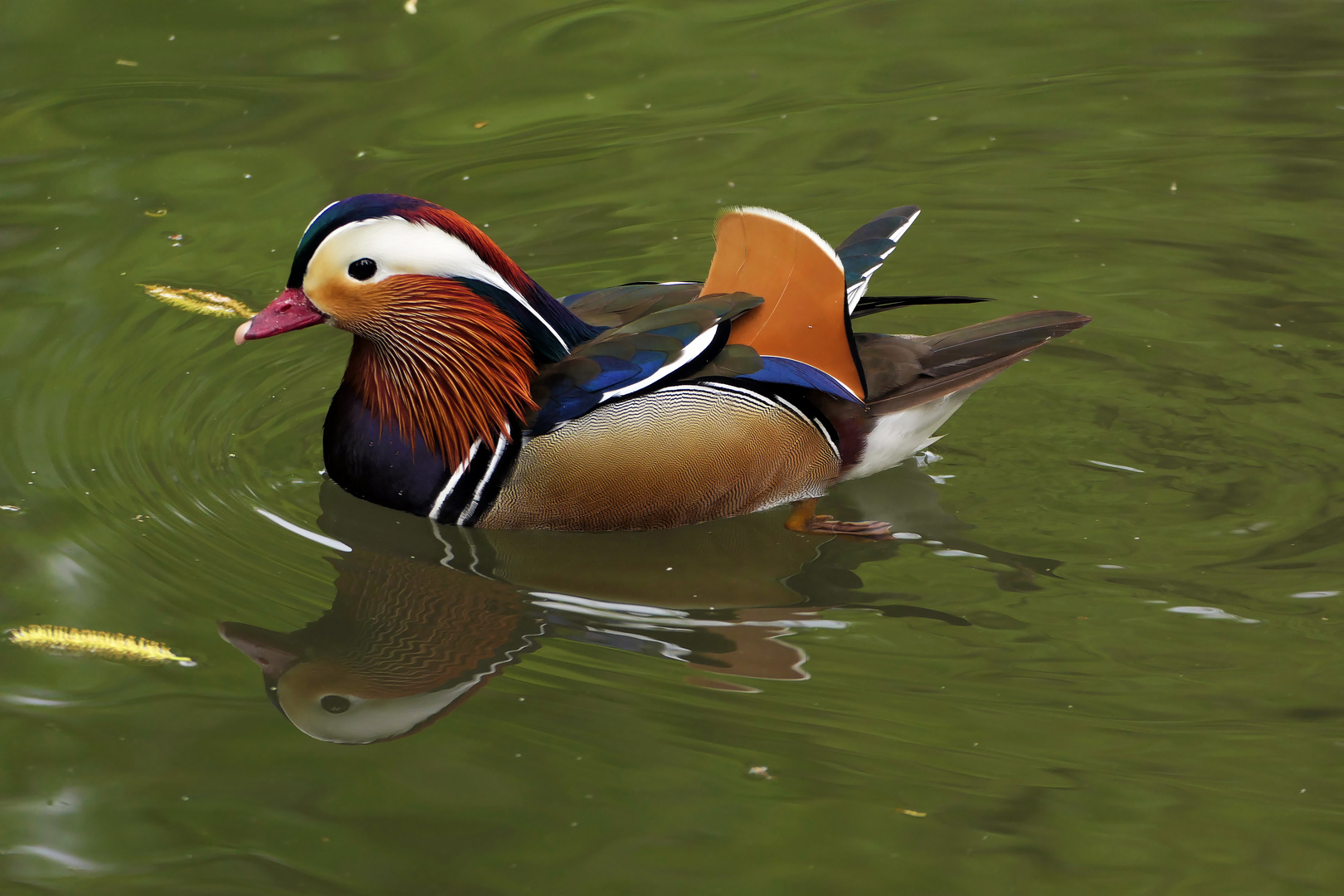 Mandarinente im Teich