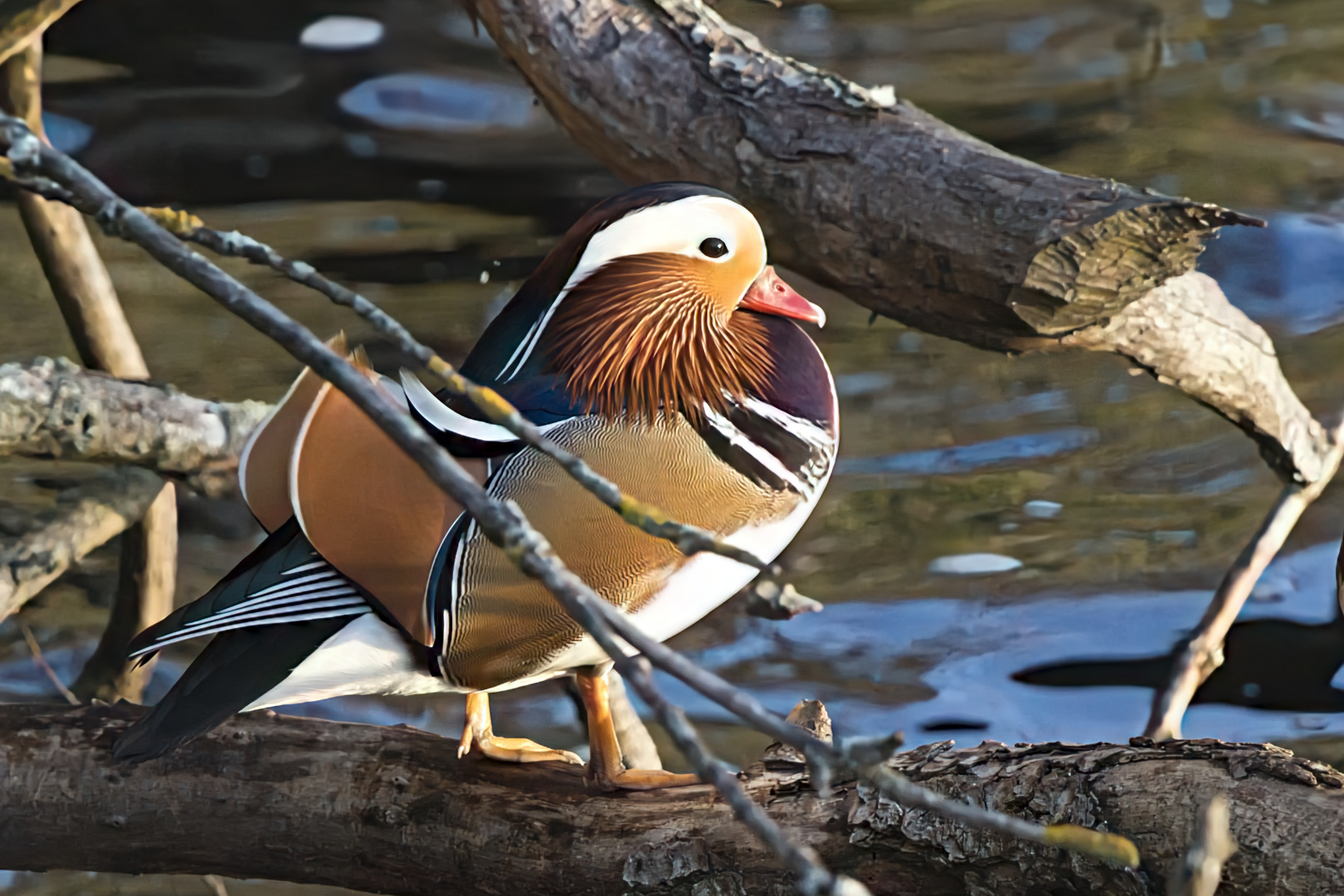 Mandarinente im Templiner See bei Potsdam