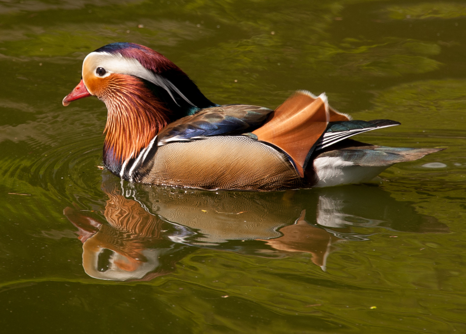 Mandarinente im Vogelpark