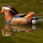 Mandarinente im Vogelpark