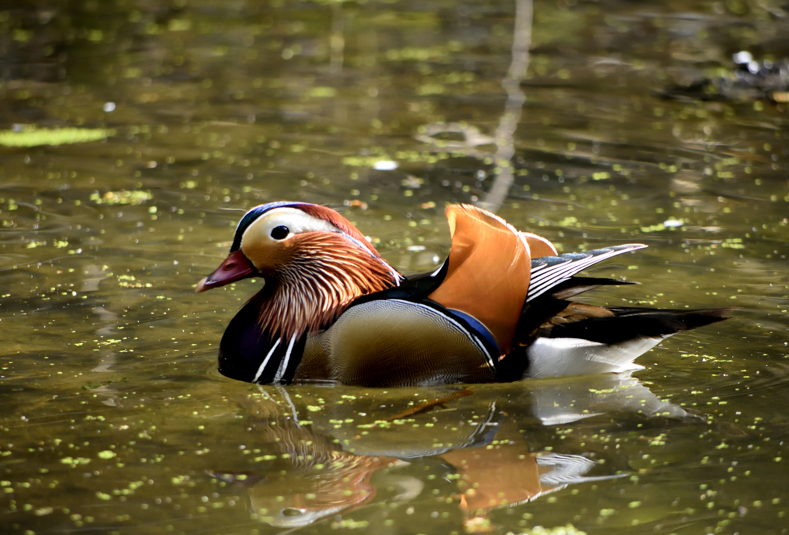 Mandarinente im Waldweiher