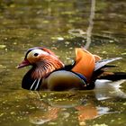 Mandarinente im Waldweiher