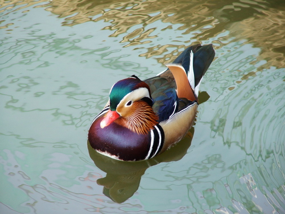 Mandarinente im Zoo Hannover