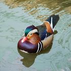 Mandarinente im Zoo Hannover