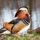 Mandarinente in Bochum Schloßpark