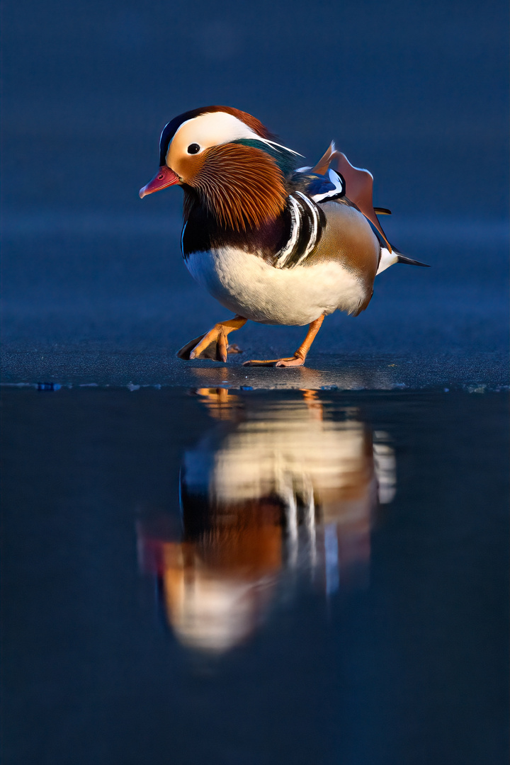 Mandarinente in der Abendsonne