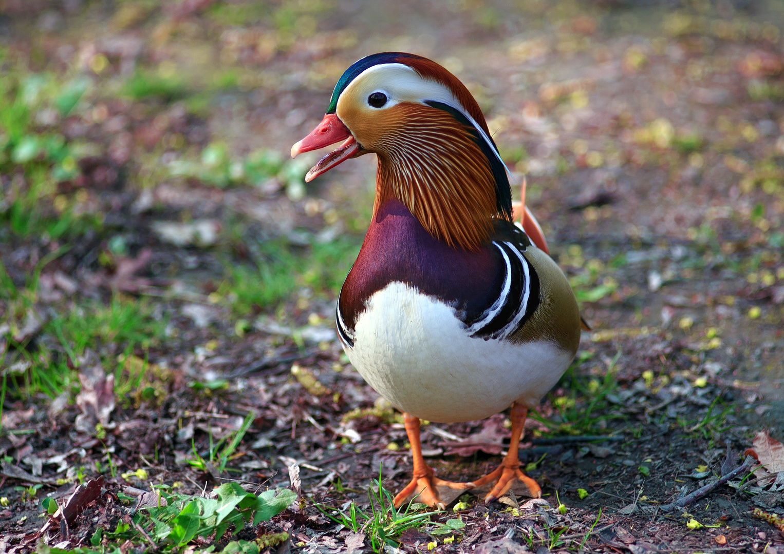 Mandarinente in (Frühlings-) Stimmung