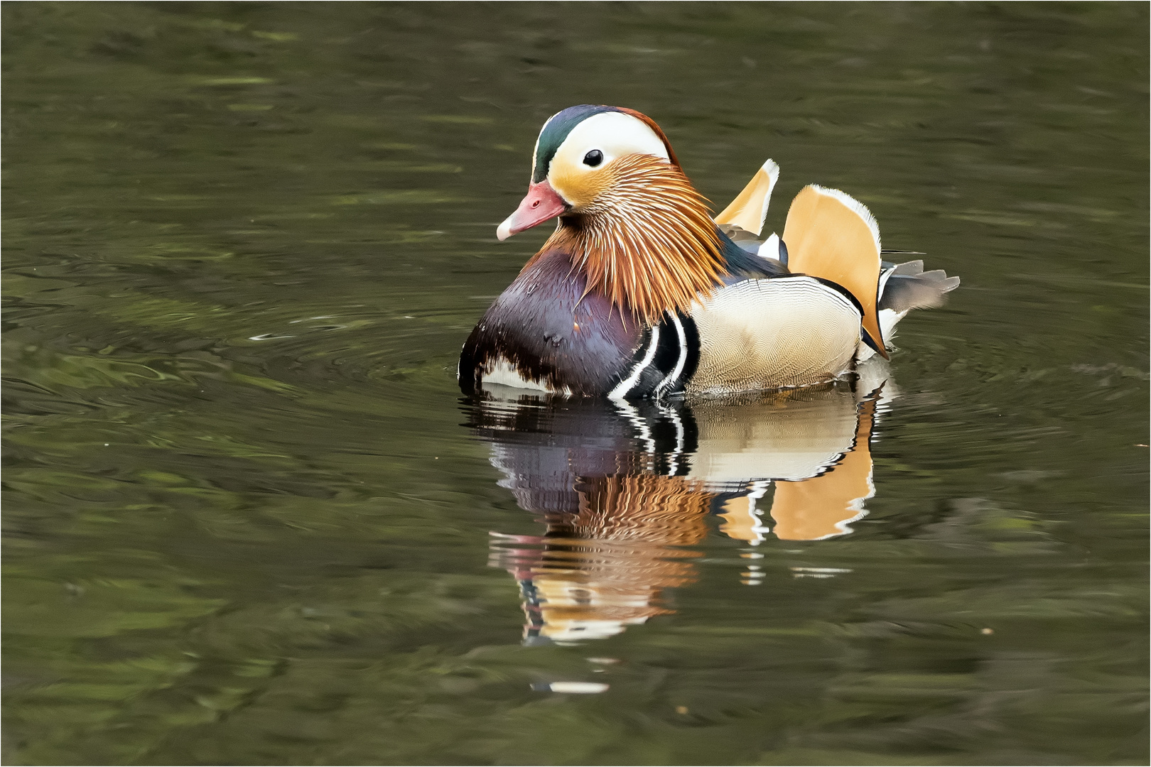 Mandarinente in voller Farbenpracht  .....