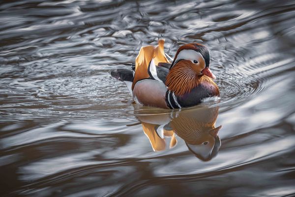  Mandarinente (Männchen)