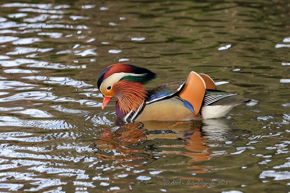 Mandarinente Männchen