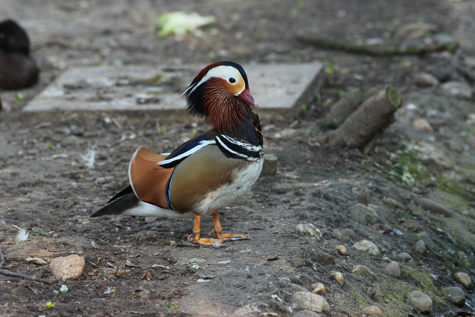 Mandarinente Männchen