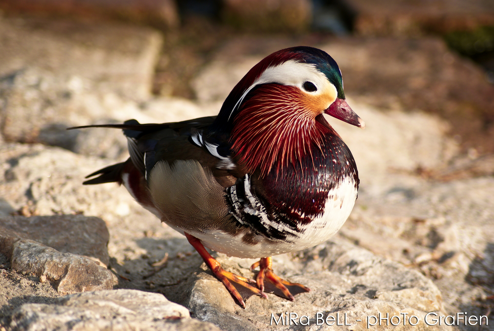 Mandarinente männlich