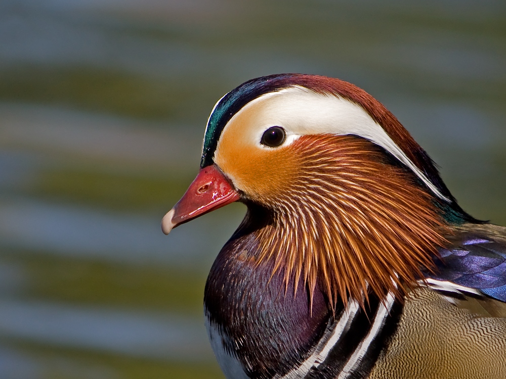 Mandarinente Portrait