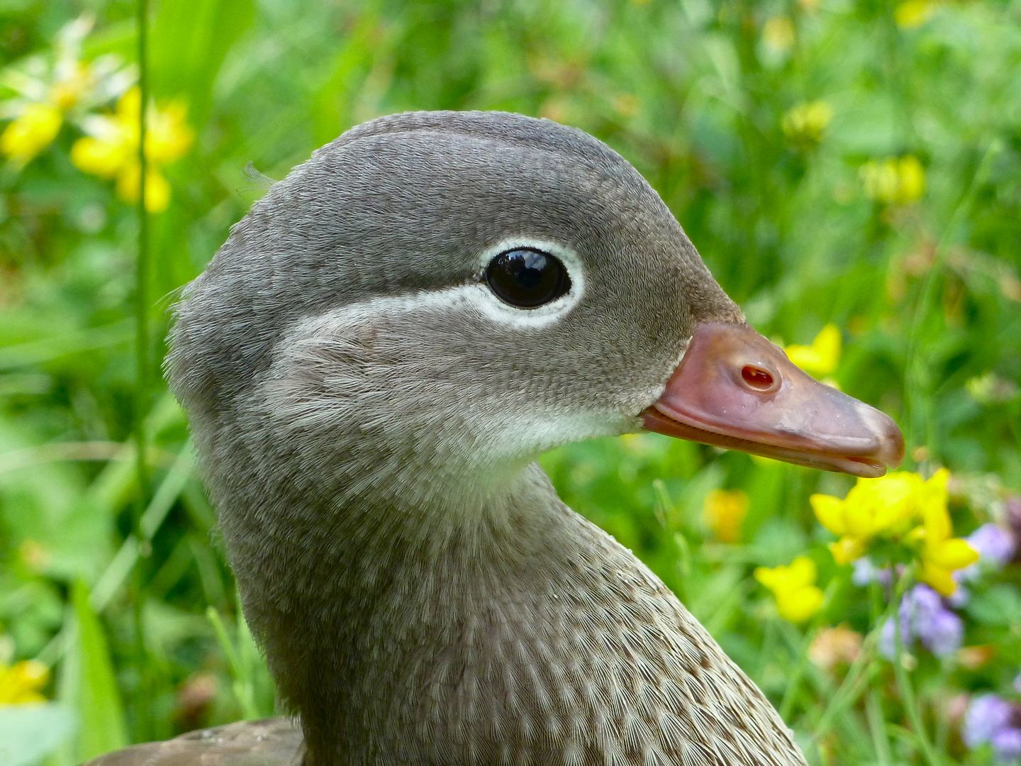 Mandarinente Portrait