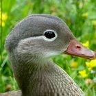 Mandarinente Portrait