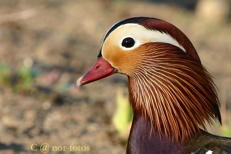 Mandarinente Portrait