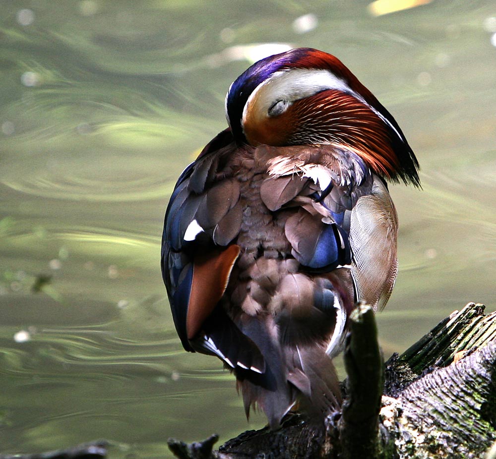 MANDARINENTE SCHLAFEND